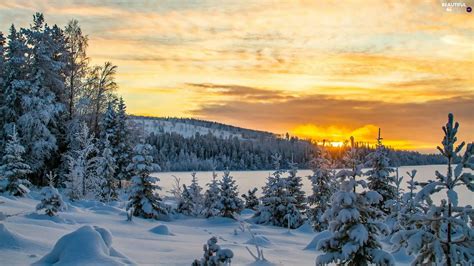 Viewes The Hills Great Sunsets Trees Winter Spruces Snow