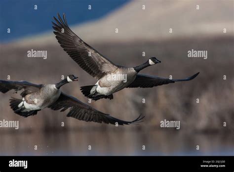 Greater Canada Geese Flying Stock Photo Alamy