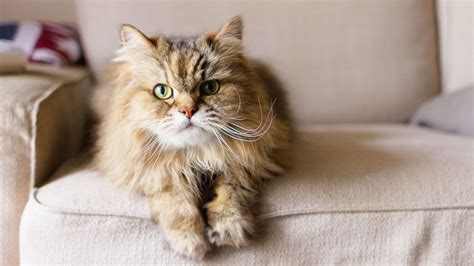 And if disney has taught us anything, it's that witches are inherently evil and don't just want to put a spell on you, they want to kill you (sleeping beauty wouldn't have been much of story if maleficent had done her job. Why Do Cats Meow? | Reader's Digest