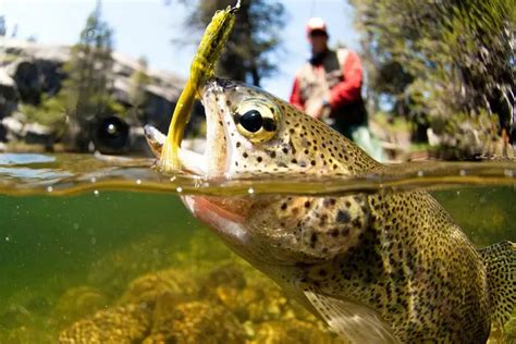 9 Trout Fishing Tips You Need To Know