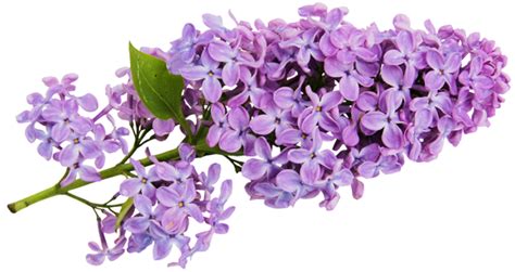 Well you're in luck, because here they come. Clip Art Flowers Purple Lilacs Clipart - Clipart Suggest
