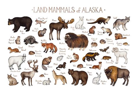Alaska Land Mammals Field Guide Art Print Mammals Animals Images