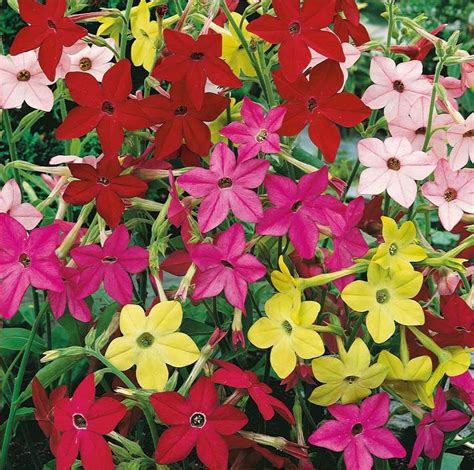 Sensation Ornamental Tobacco Seeds Flower Seeds For Sale Online