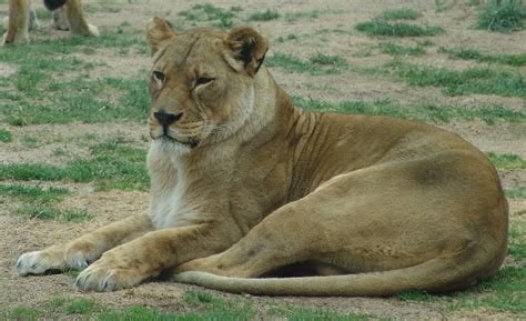 African Lion Female Panthera Leo Krugeri Subspecies So Flickr