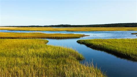 Coastal Wetlands Capture More Carbon As Seas Rise Scimex