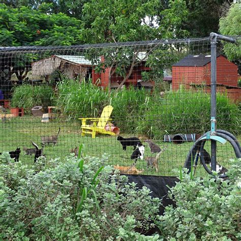 Lanai Cat Sanctuary Lanai City 2022 Lo Que Se Debe Saber Antes De