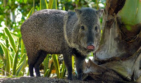 6 Unusual Animals To Look Out For In Costa Rica Gvi Usa