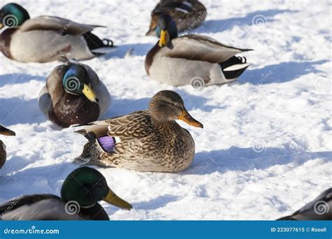 The Cold Season With Frosts And Snow Ducks Sit In The Snow Stock Image
