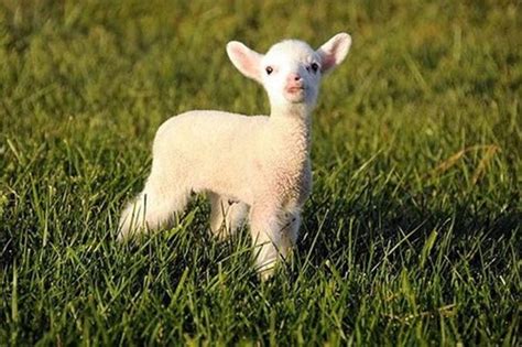 This Lamb Is Loving The Sun Daily Squee Cute Animals Cute Baby