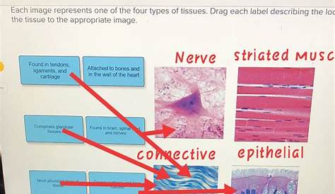 [Solved] Each image represents one of the four types of tissues. Drag each... | Course Hero