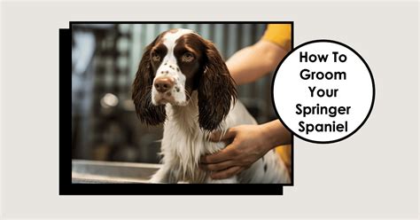 how to groom springer spaniel