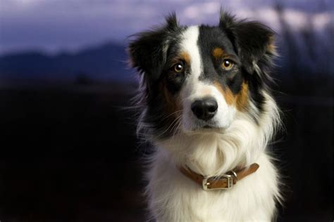 Australian Shepherd Names 605 Amazing Ideas My Dogs Name
