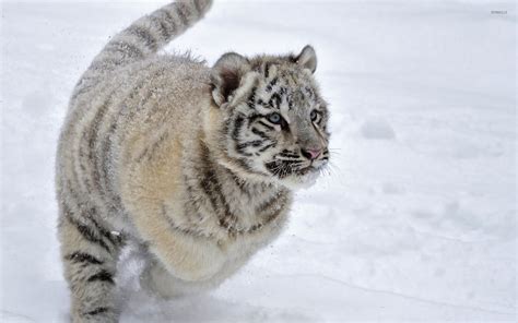 White Tiger Cub In The Snow Wallpaper Animal Wallpapers 26137