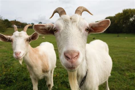 White Goats Copyright Free Photo By M Vorel Libreshot