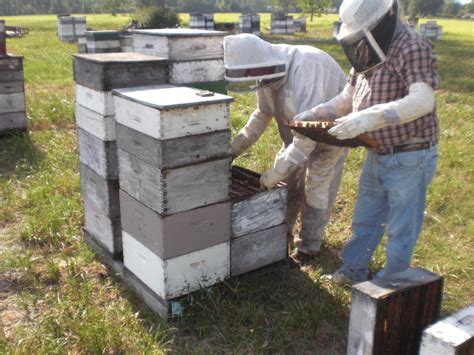 Honey Bee Hive Maintenance During The Summer Months Panhandle Agriculture