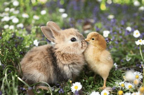 Top 30 Cutest Pictures Of Bunnies Around The World The Design Inspiration