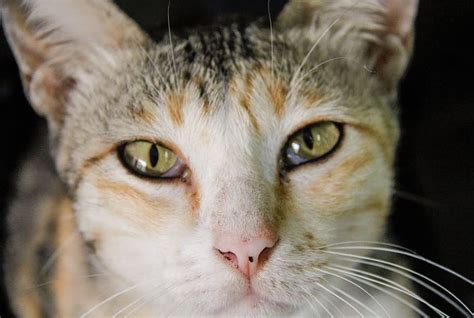 Mata kucing berair merupakan salah satu penyakit kucing yang sering ditemui, baik pada anakan kucing maupun kucing dewasa. Penyebab Kucing Terus Mengeluarkan Air Mata dan Cara ...
