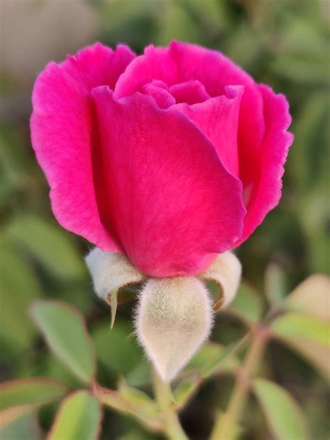 Rose Pink Bud Flower Free Photo On Pixabay Pixabay