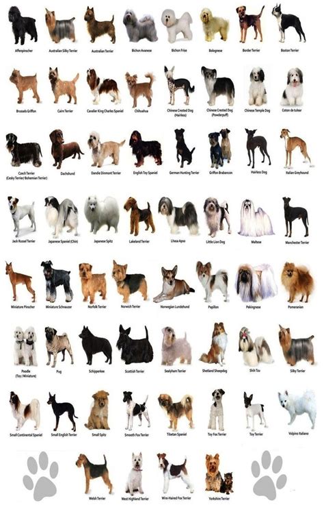 Pin By Bianca Kloppers On Animals Cats To Dogsetc Dog Breeds