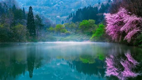Forest Calmness Beautiful Spring Trees Lake Mist Pond Mountain