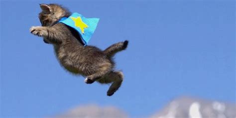 The Flying Cats Cats Photo 38574703 Fanpop