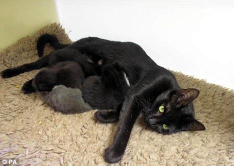 In the comics, black widow has in fact had her fair share of romances from hercules to daredevil. Pregnant cat thrown out of moving car gives birth in a ...