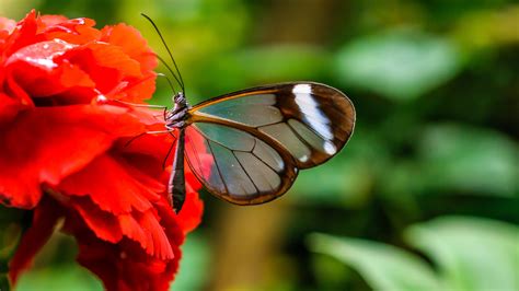 Nature Wallpaper In 4k With Picture Of Glasswing Butterfly On Red