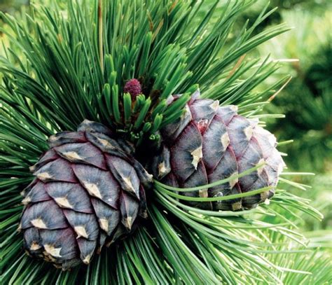 Sosna Limba Pinus Cembra Iglastepl Wysyłkowy Sklep Z Roślinami