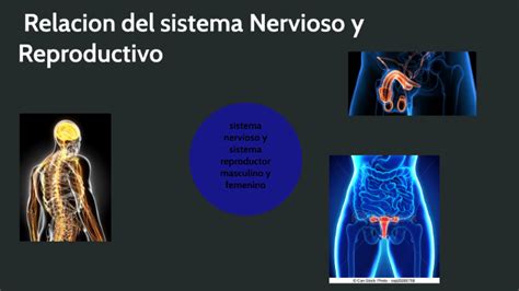 Sistema Nervioso Y Reproductivo By Teresa Roman On Prezi