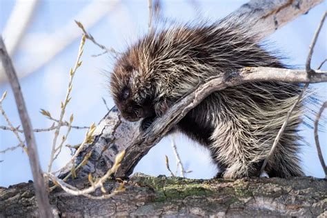 What Animals Hunt And Eat Porcupines Naturenibble