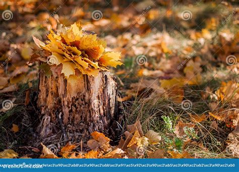 Old Stump In The Autumn Forest Stock Image Image Of Beauty Moss