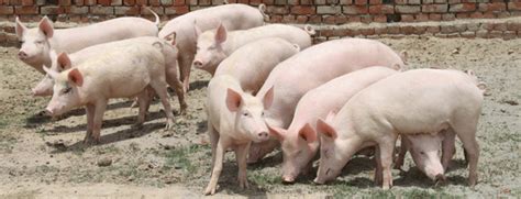 Farming and agriculture is a complicated business. Starting Pig Farming Business Plan (PDF) - StartupBiz Global