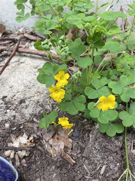 How To Get Rid Of Oxalis In Kill Control Oxalis In Lawn Lawn Phix