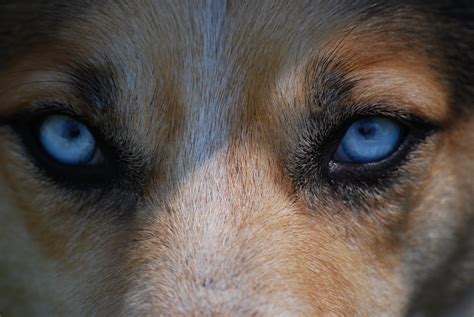 Free Images Nature Puppy Animal Blue Wolf Predator Close Up