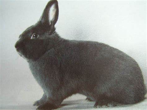 Ați putea spune că nu este adevărat, întrucît carnea de iepure este de la sine vîrtoasă, căci așa este. iepure: Rase de iepuri