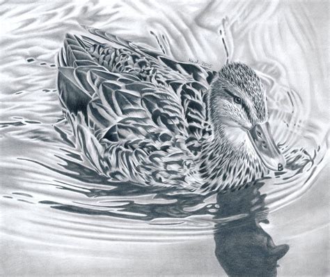 Duck Graphite Pencil Drawing In 2023 Animal Illustration Art Bird