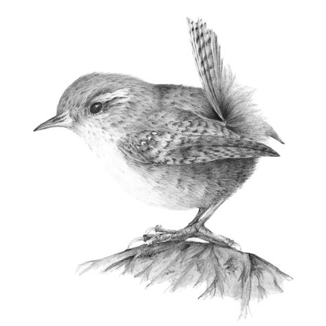 See more ideas about pencil drawings, drawings, bird drawings. English Wren #pencil #drawing #birds | Bird sketch, Bird ...