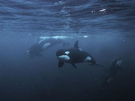 Odfwc Accepts Petition To List Southern Resident Killer Whales As