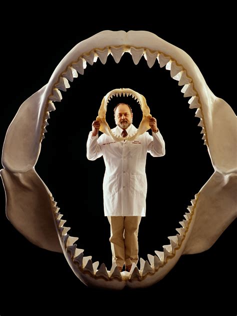 The Real Megalodon Prehistoric Shark Behind Doc Uproar