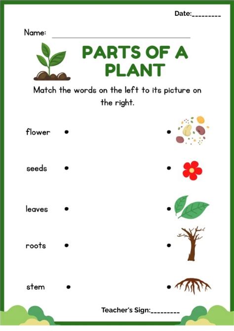 Copy Of Match The Parts Of Plant Worksheet Postermywall
