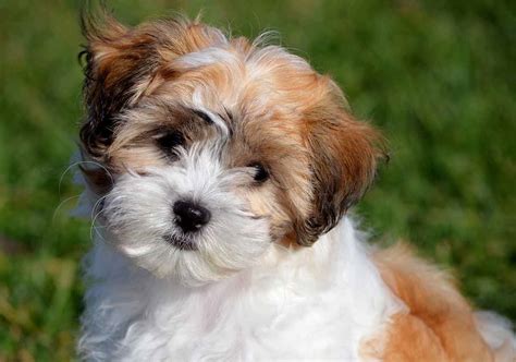 Teddy Bear Dog Breeds The Pups That Look Like Cuddly Toys