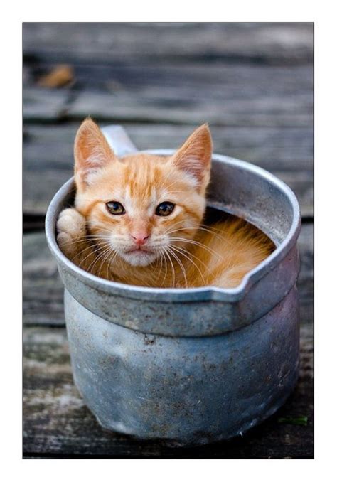 Cat In A Bucket Cats Kitten Love Cute Cats