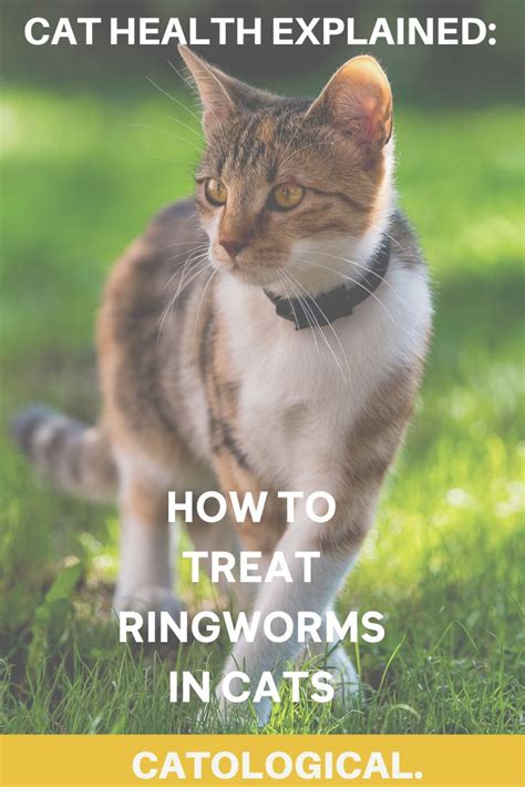 Ringworm In Cats What Is It How Do I Treat It Does It Go Away