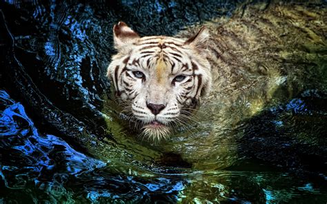 Free Download White Tiger Swimming Water Animal Hd Wallpaper 5364 Hd