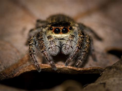 Free Fotobanka Příroda Fotografování Zvíře Zvěř A Rostlinstvo