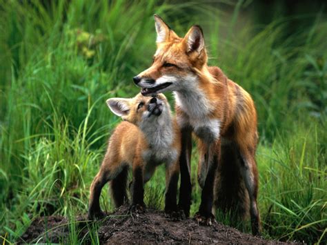 Mom And Baby Foxes Fox Photo 24577048 Fanpop