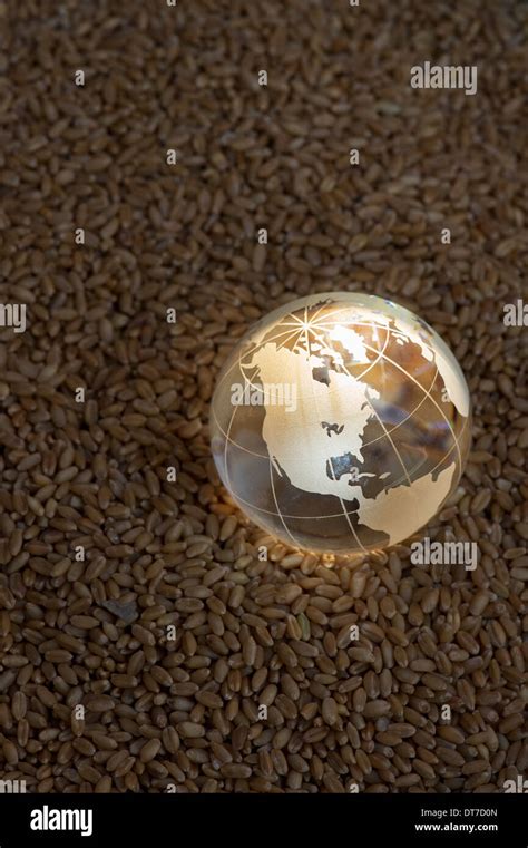 Glass Globe On Wheat Grains Highlighted By The Sun To Represent A