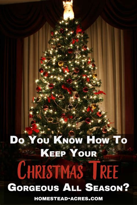 Experts recommend these helpful tips to extend the life of your christmas tree. How To Make Your Christmas Tree Last Longer - Homestead Acres