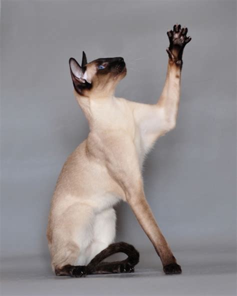 A Cat Called Ming A Siamese Cats Antics Hubpages
