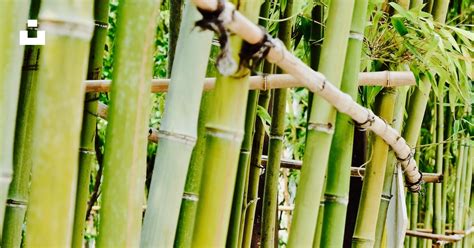 A Bamboo Tree With Lots Of Green Leaves Photo Free Hangzhou Image On